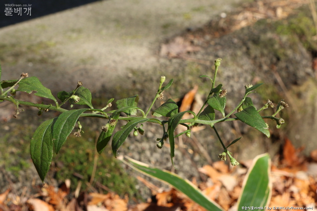 cjle181115 제주 1052.JPG