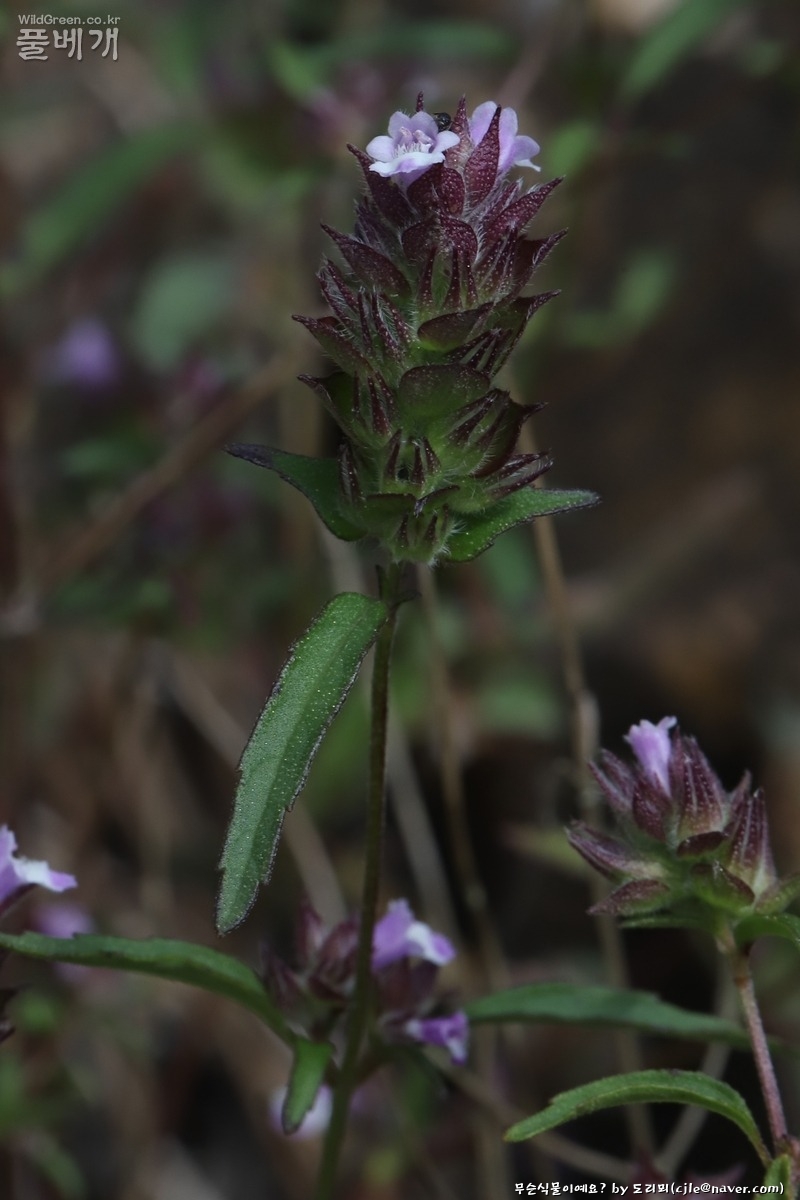 cjle251008 진도 6781 -1.JPG