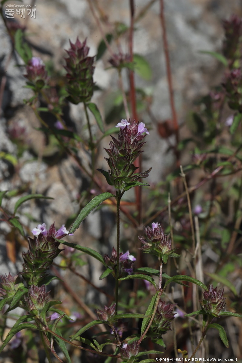 cjle251008 진도 6795 -1.JPG