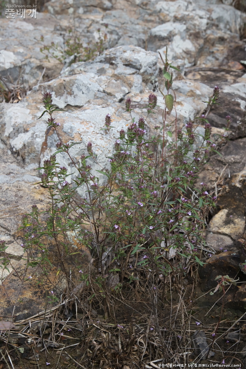 cjle251008 진도 6783.JPG