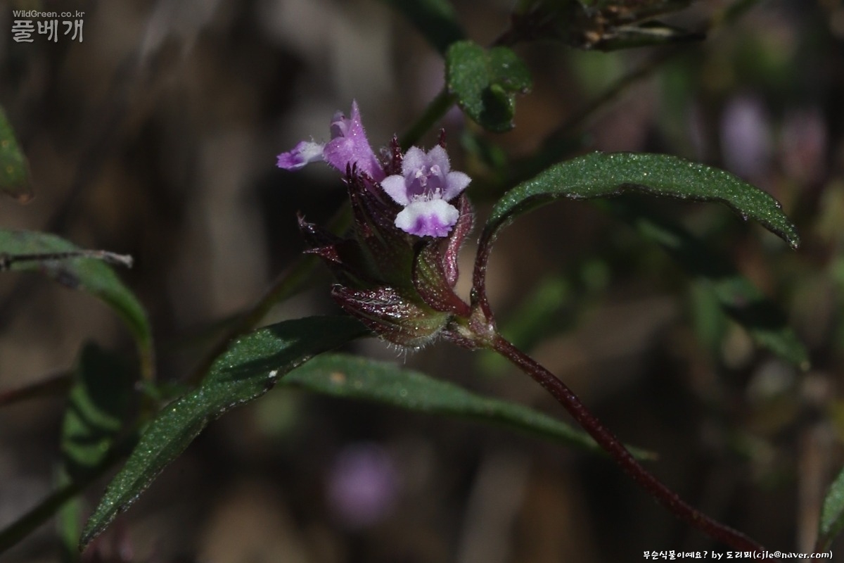 cjle251008 진도 6791 -1.JPG