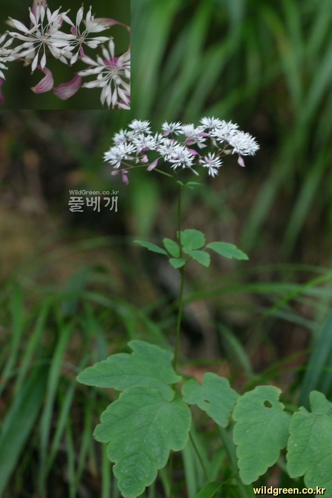 산꿩의다리(Thalictrum tuberiferum Maxim) : 무심거사