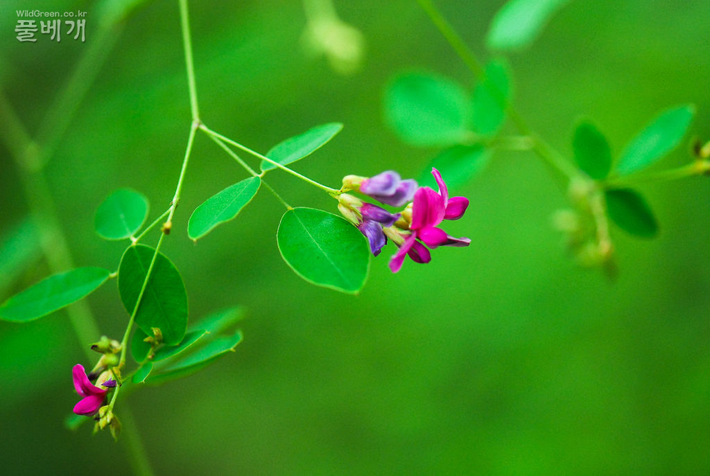 싸리-1 (1).jpg : 싸리속 식물의 동정 싸리-1 (1).jpg : 싸리속 식물의 동정