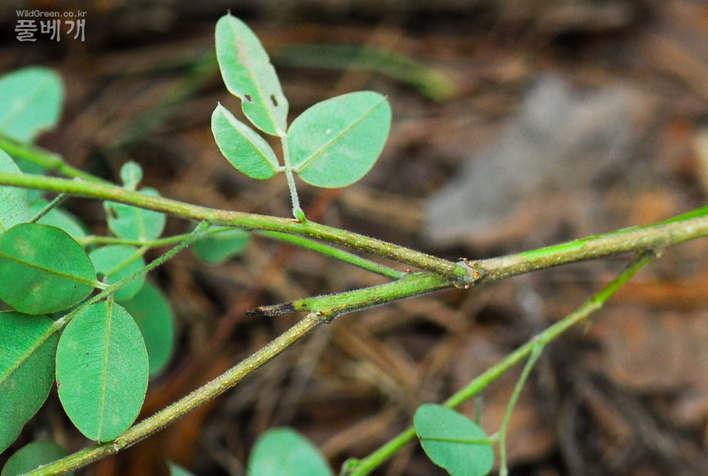 싸리-1 (8).jpg : 싸리속 식물의 동정 싸리-1 (8).jpg : 싸리속 식물의 동정