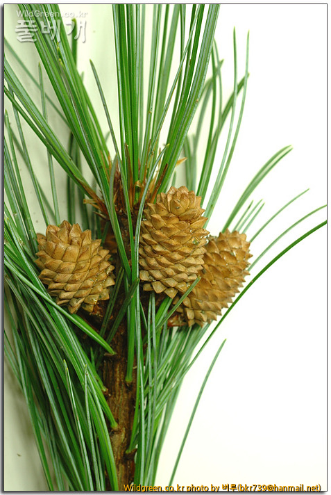 무슨식물이예요? - 스트로브잣나무 / 잣나무 (1년 자란 열매 비교) : 잣나무.jpg