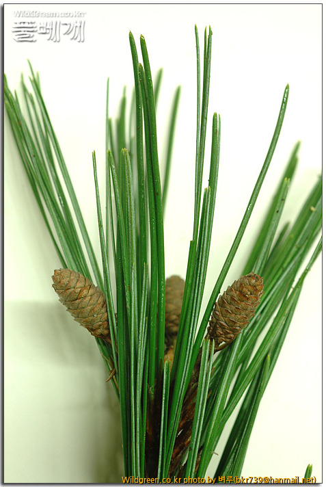 무슨식물이예요? - 스트로브잣나무 / 잣나무 (1년 자란 열매 비교) : 스트로브잣.jpg