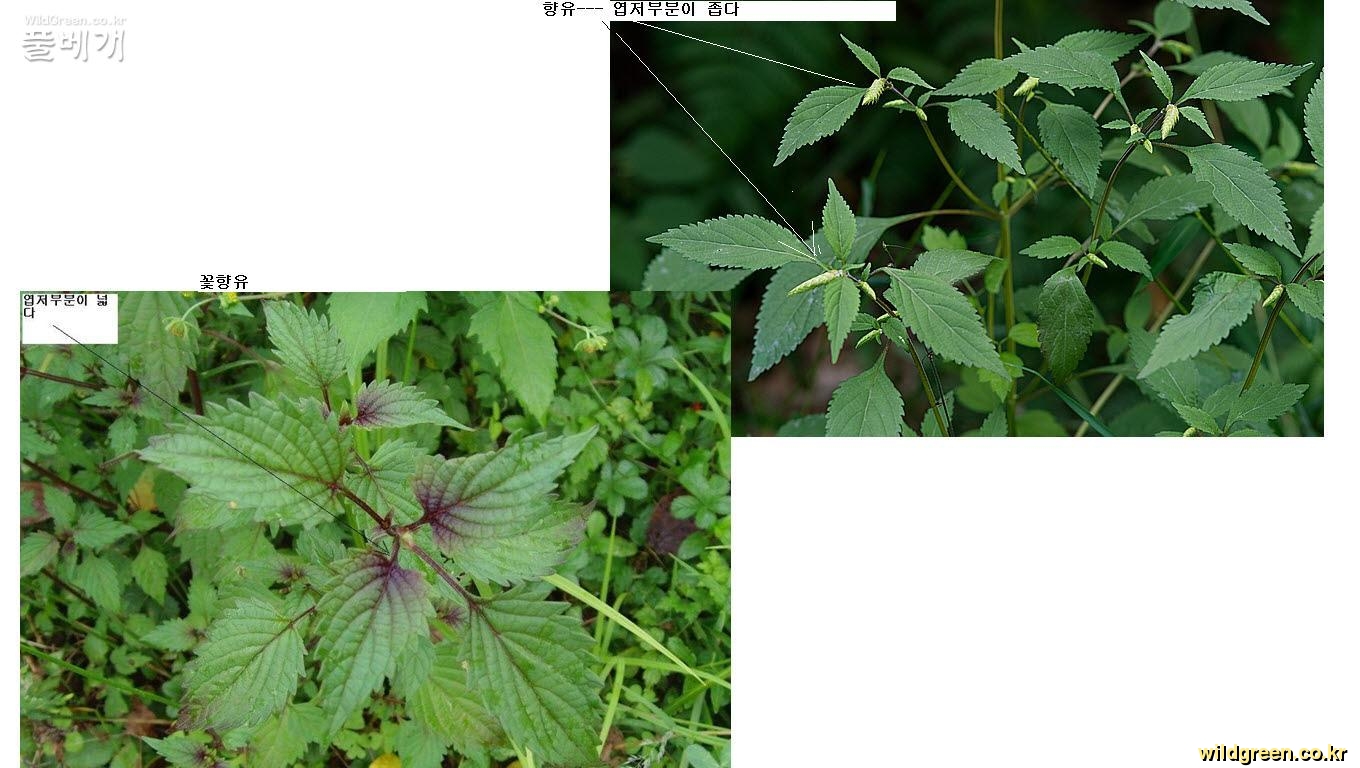 사본 -향유비교.jpg : 향유와 꽃향유 잎비교