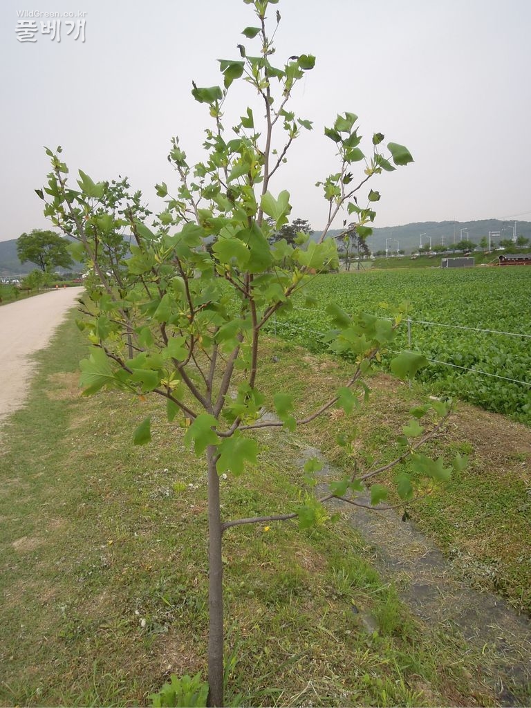 5월6일 물주기와튜립나무잎병 017.JPG : 백합나무 잎썩음병에 대하여,