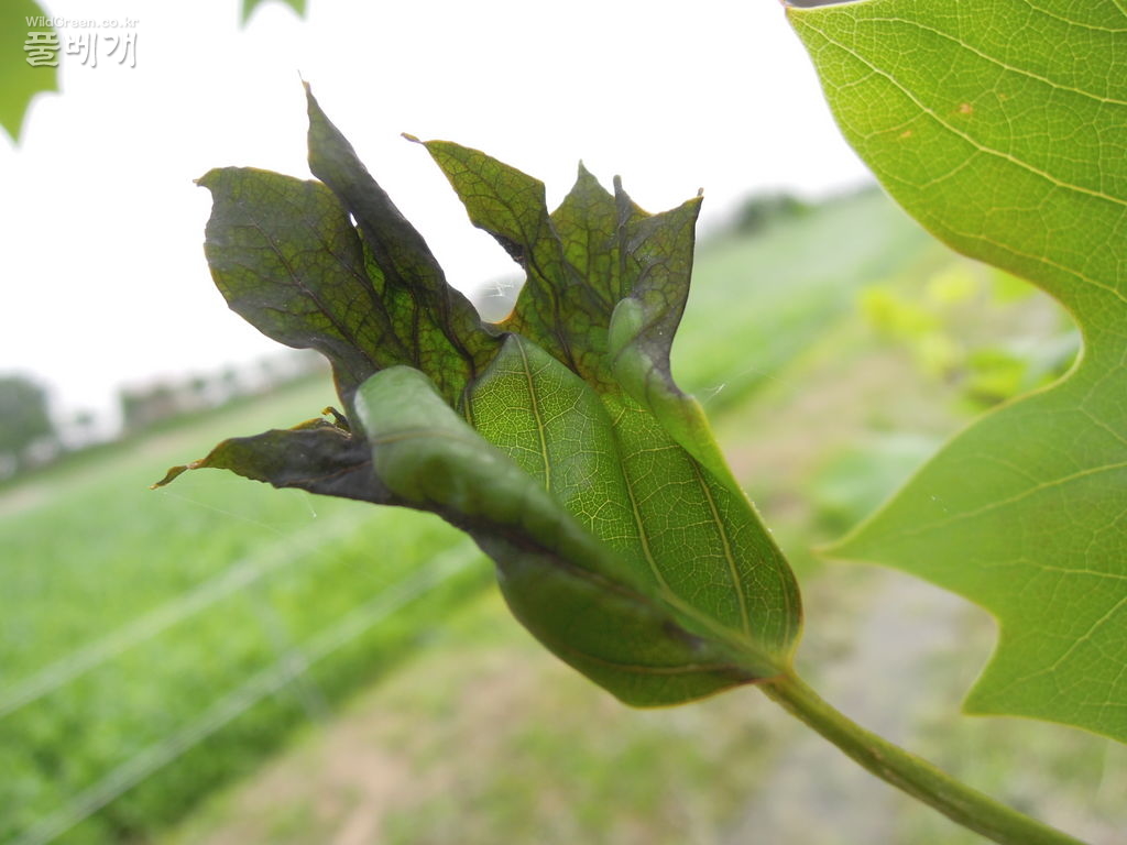 5월6일 물주기와튜립나무잎병 020.JPG : 백합나무 잎썩음병에 대하여,