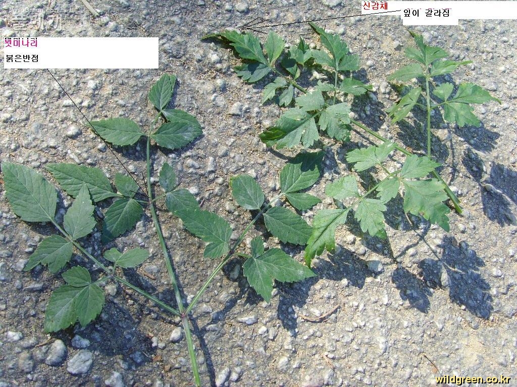 신감채와 묏미나리잎비교.JPG : 신감채와 묏미나리 잎비교