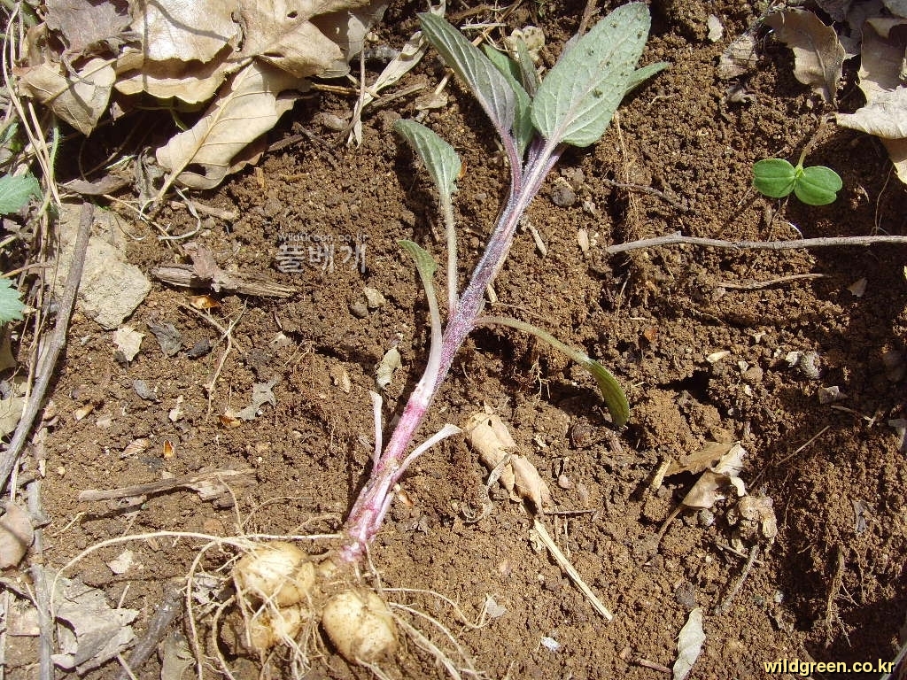 현삼뿌리.JPG