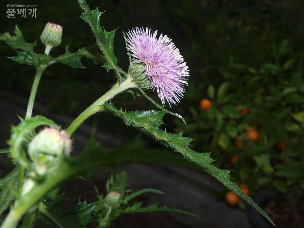 201.JPG : 엉컹퀴 붉은줄기와 록색줄기