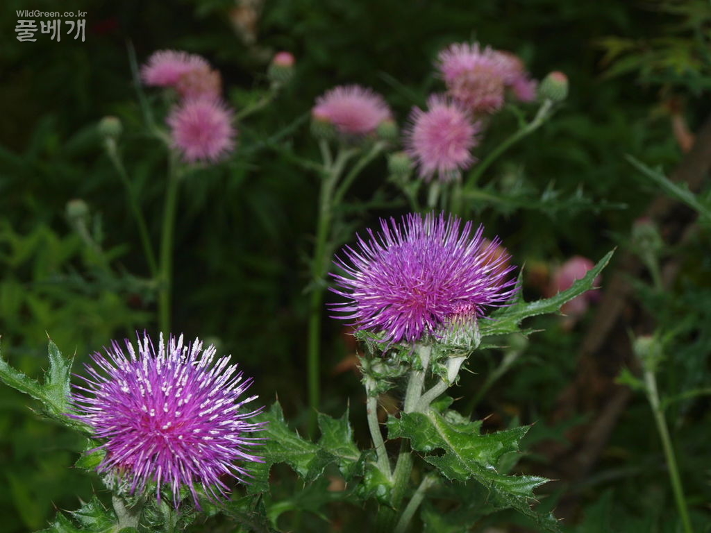 181.JPG : 엉컹퀴 붉은줄기와 록색줄기