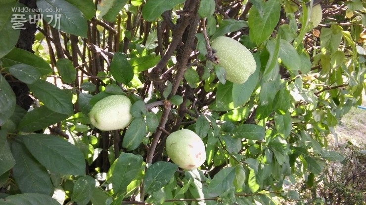 2017-07-02 10;26;58.jpg : 명자나무,산당화,풀명자 검색 2017-07-02 10;26;58.jpg : 명자나무,산당화,풀명자 검색