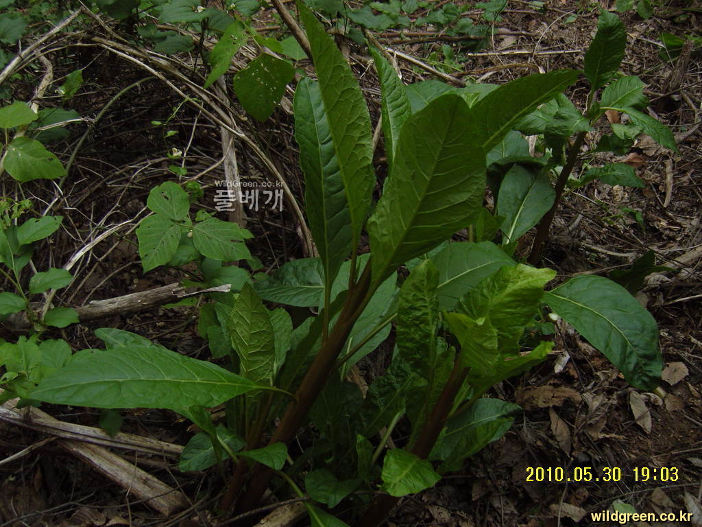 상미 자리공.JPG