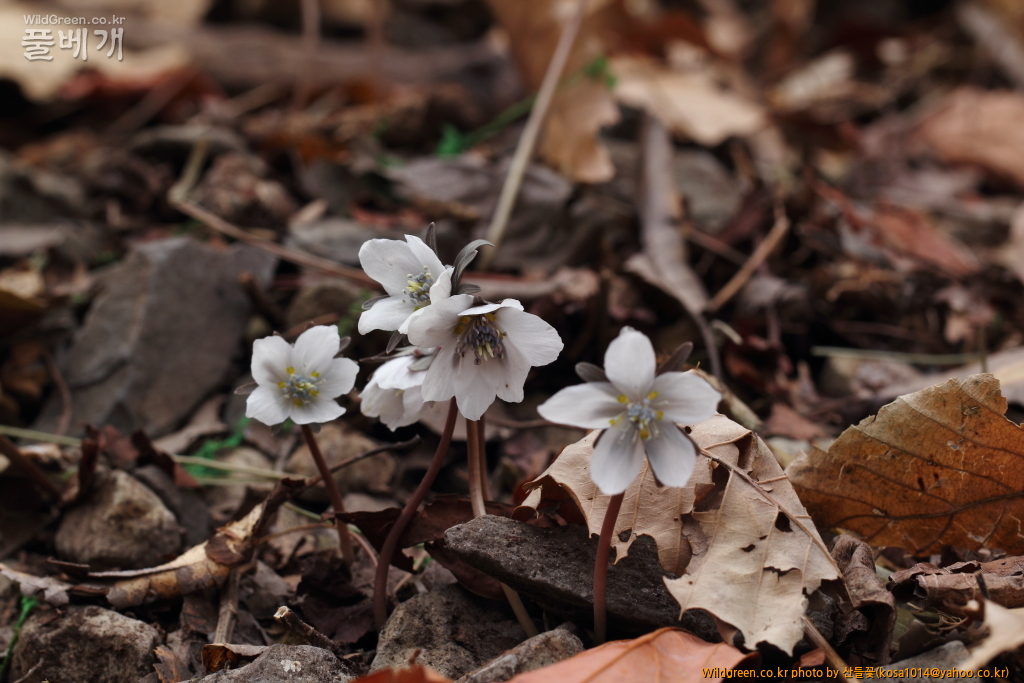DPP_2018.2.21 울산 북구 강동동1453.JPG : 울산북구 강동동 답사