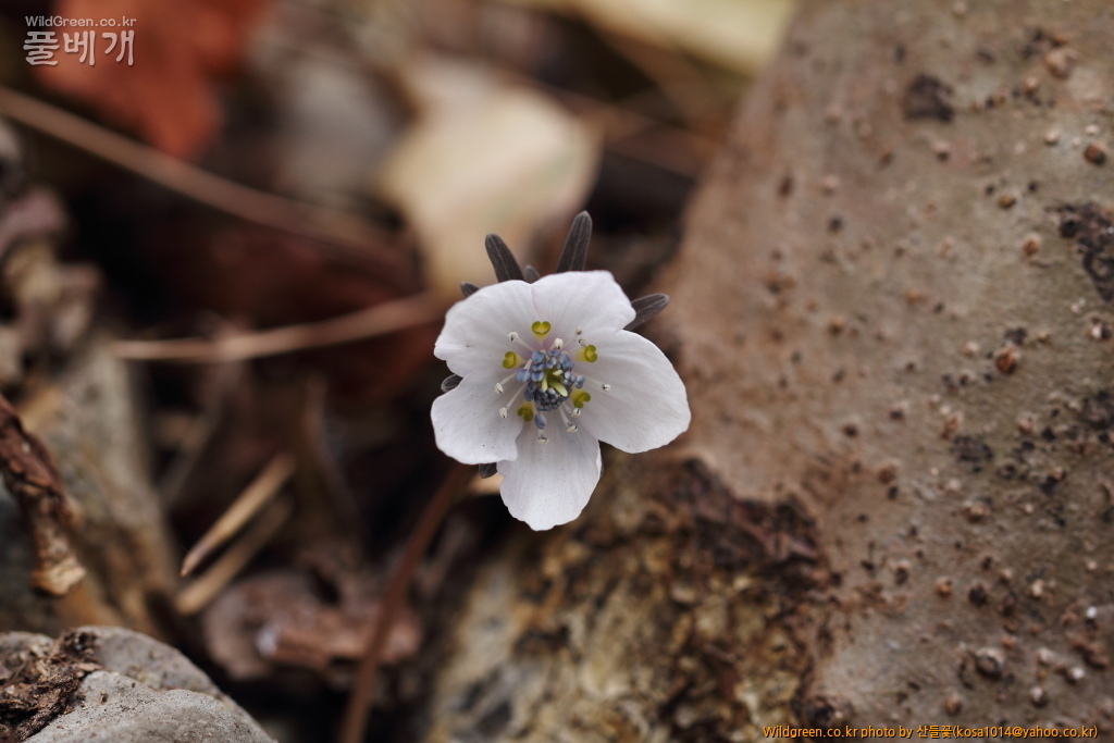 DPP_2018.2.21 울산 북구 강동동1447.JPG : 울산북구 강동동 답사