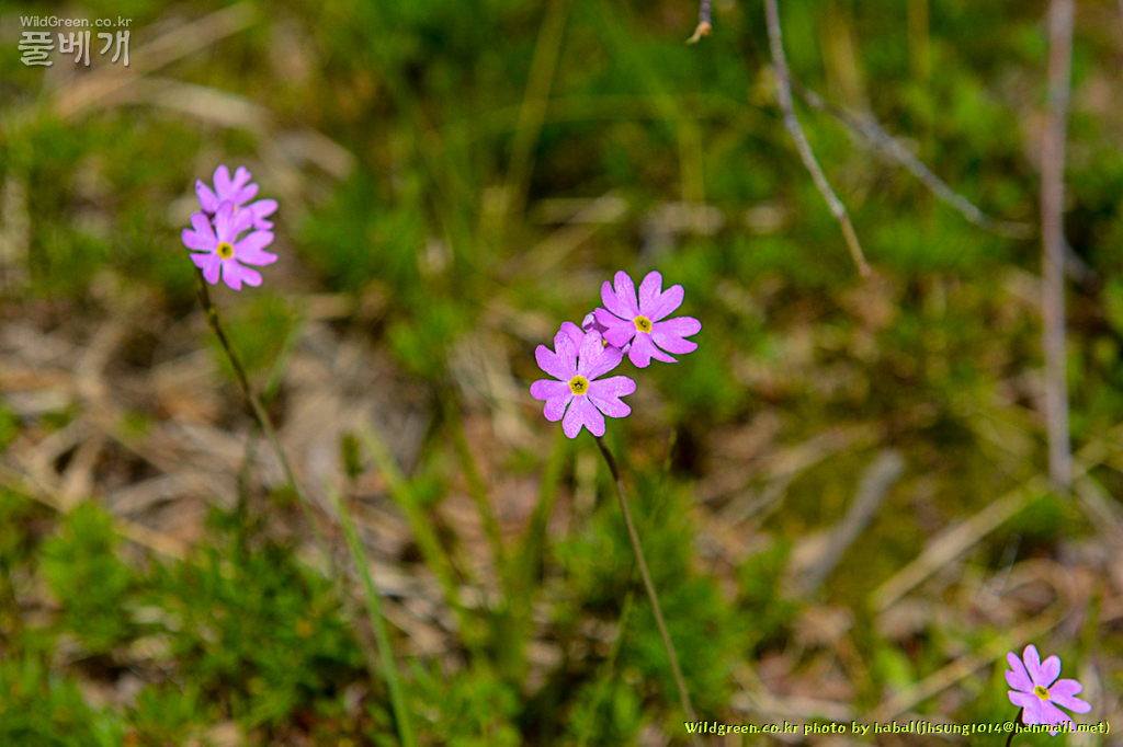 Primula farinose var farinose앵초 (13).jpg
