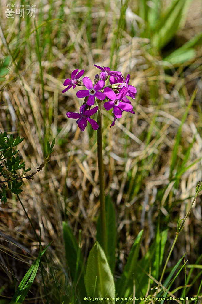 Primula nivalis앵초속 (10).jpg