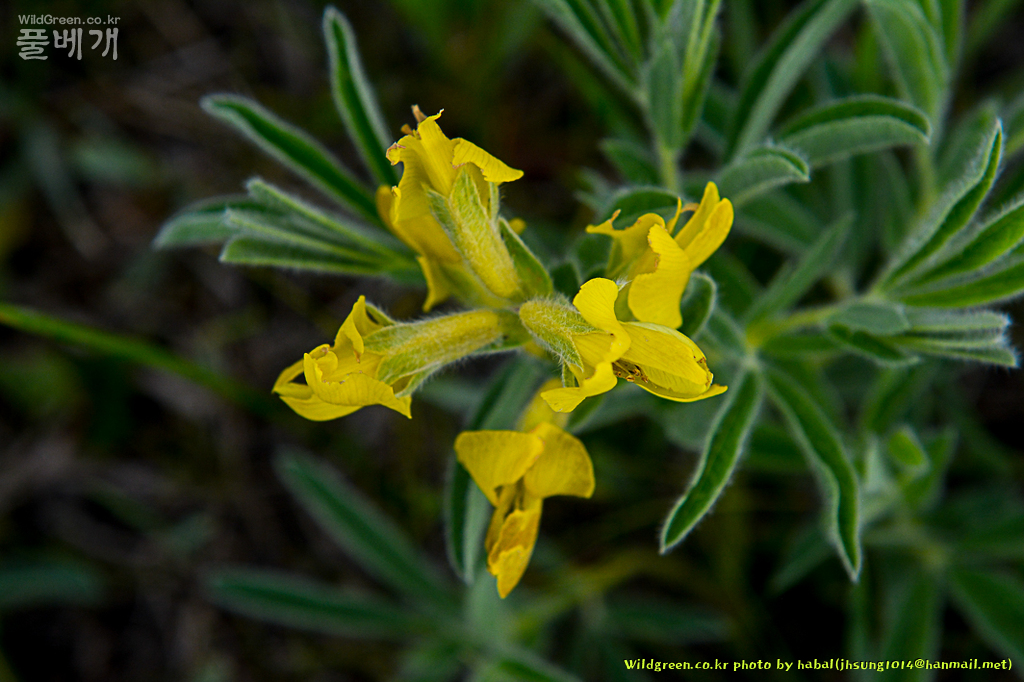 Thermopsis lanceolate (2).jpg