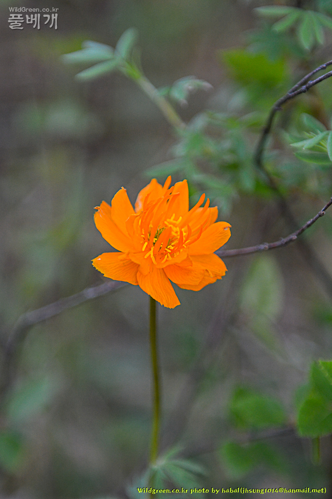 Trollius chinensis금련화 (1).jpg