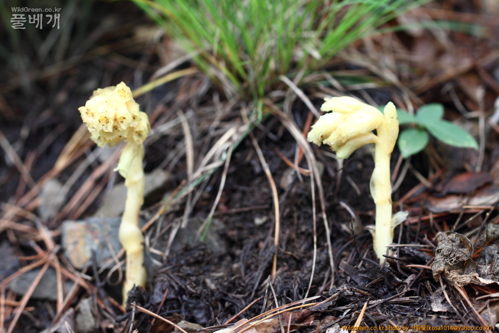 DPP_2018.7.11 봉화,삼척6795.JPG : 너도수정초