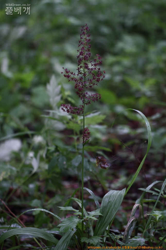 DPP_2018.7.11 봉화,삼척6741.JPG : 너도수정초