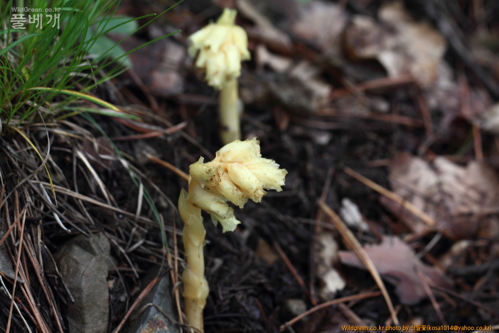 DPP_2018.7.11 봉화,삼척6811.JPG : 너도수정초