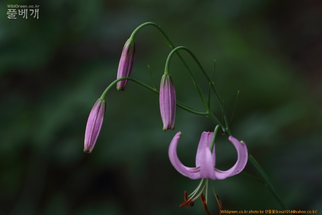 DPP_2018.7.11 봉화,삼척6780.JPG : 너도수정초