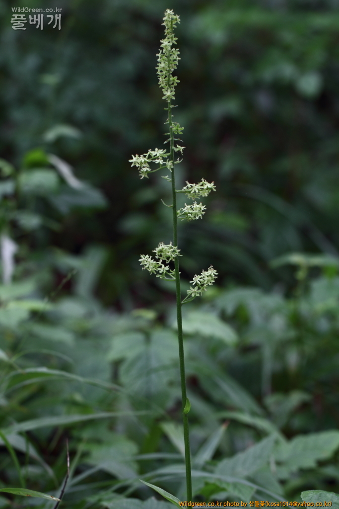 DPP_2018.7.11 봉화,삼척6736.JPG : 너도수정초