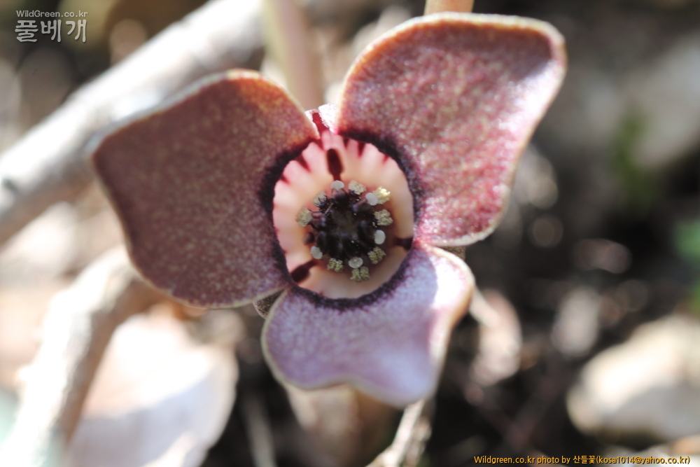 DPP_금오산 칼다봉 13.4.270045.JPG : 구미 금오산 번개