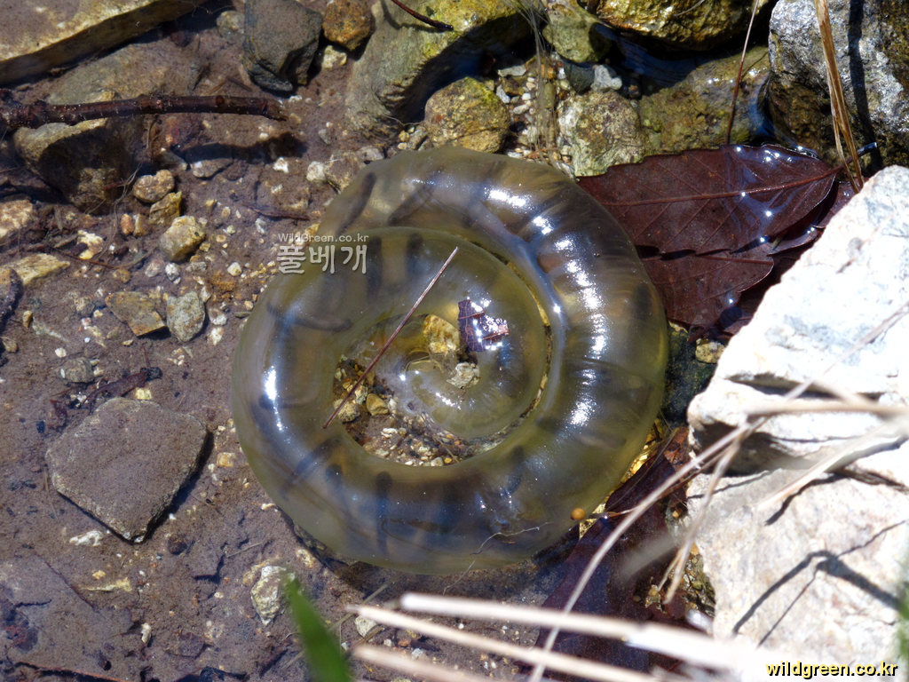 80b81d4a7f6d38b752bdd5b9f546a6a9.JPG : 계양산 도룡용