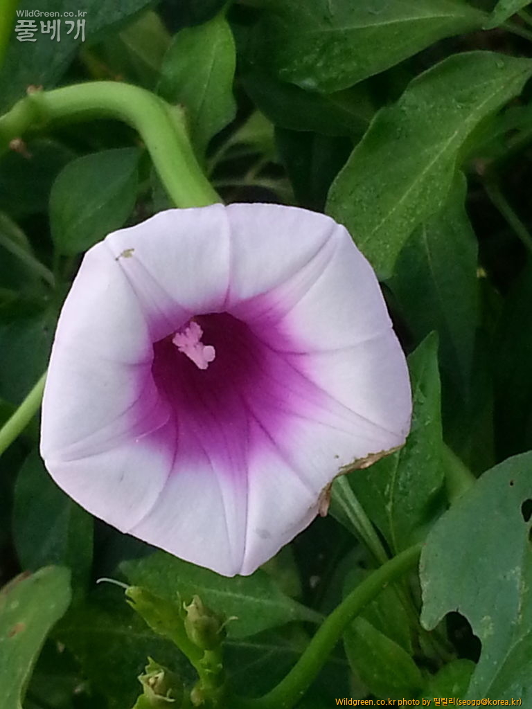 20130901_073223(0).jpg : 고구마 꽃 20130901_073223(0).jpg : 고구마 꽃