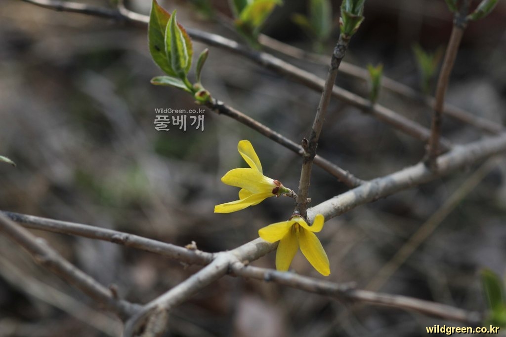 254984d03a0c770cf29a881e2819e812.jpg : 만리화와 장수만리화 254984d03a0c770cf29a881e2819e812.jpg : 만리화와 장수만리화