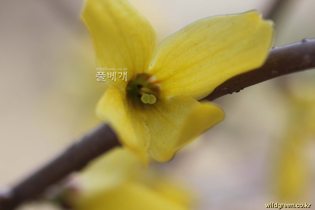 e2f3152c1d86060e3bd19d8b58c47b0b.jpg : 만리화와 장수만리화