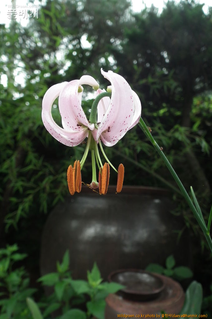 배송사진 027.jpg : 솔나리