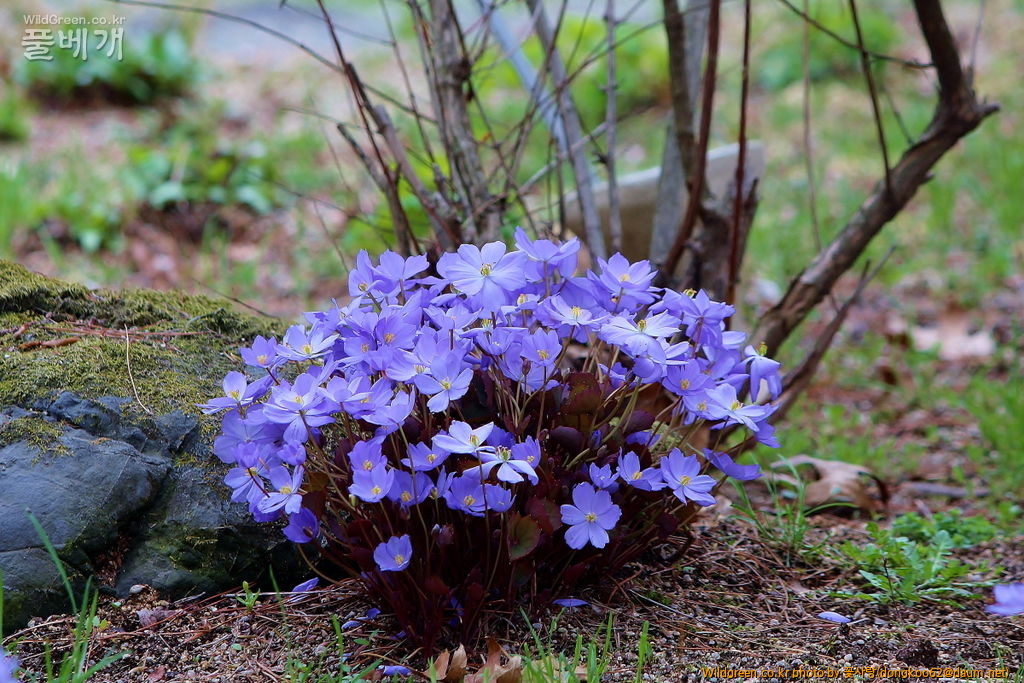 깽깽이풀  (16).JPG : 깽깽이풀