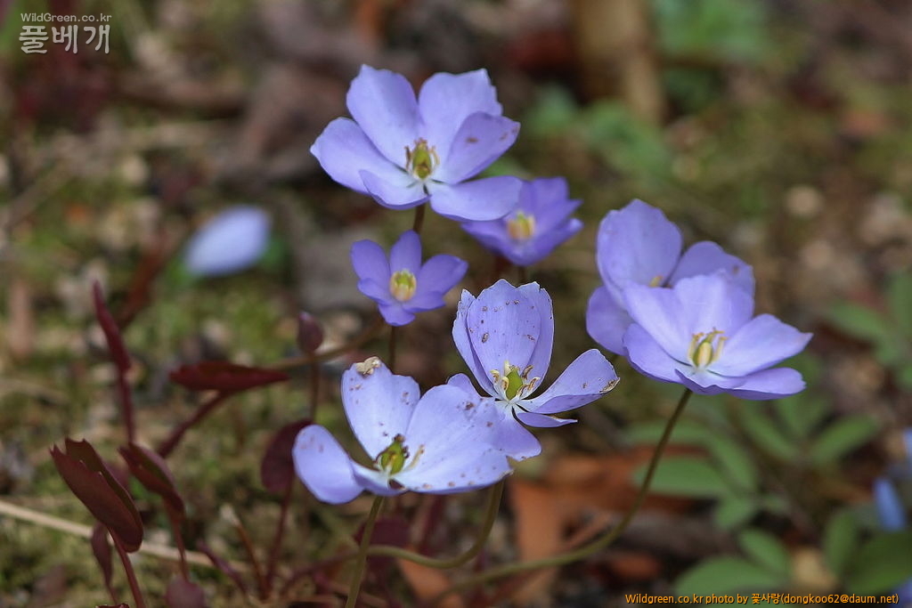 깽깽이풀  (22).JPG : 깽깽이풀