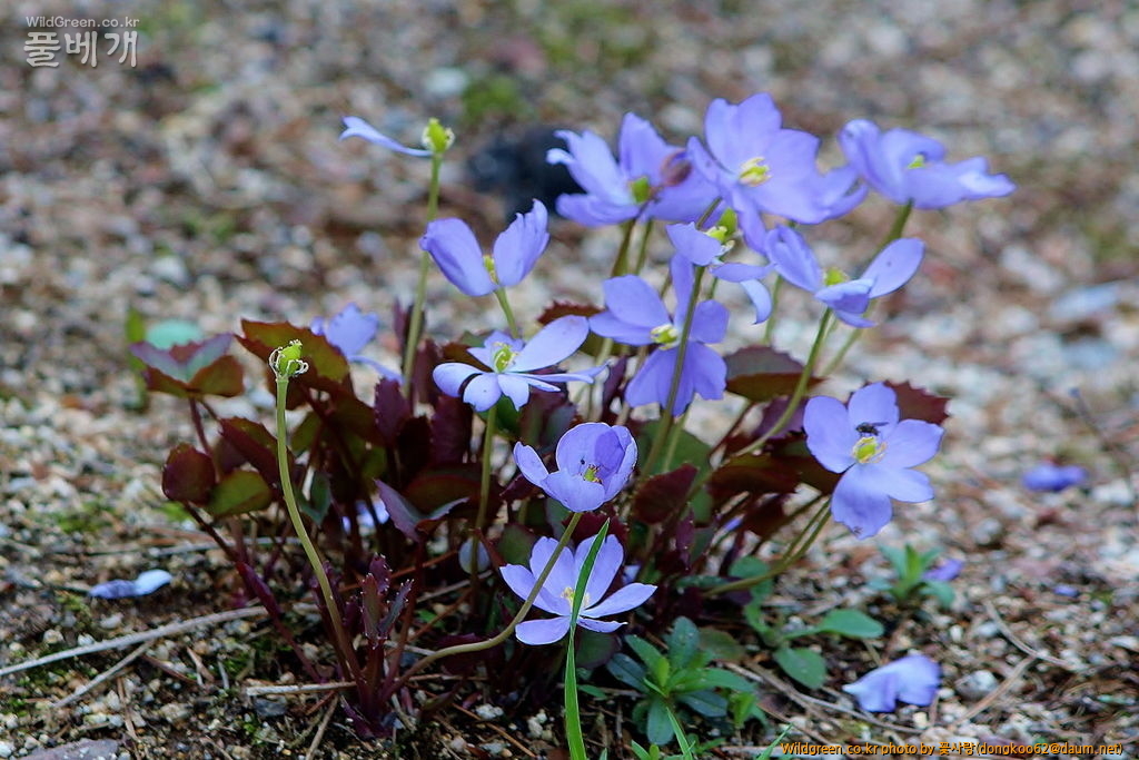 깽깽이풀  (17).JPG : 깽깽이풀