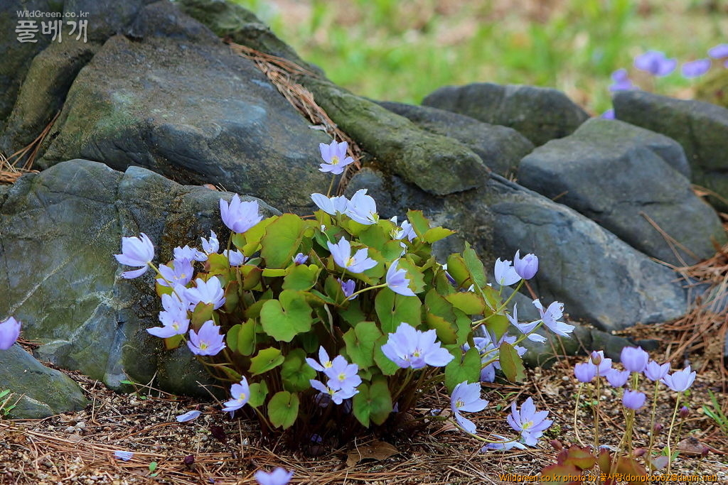 깽깽이풀  (14).JPG : 깽깽이풀
