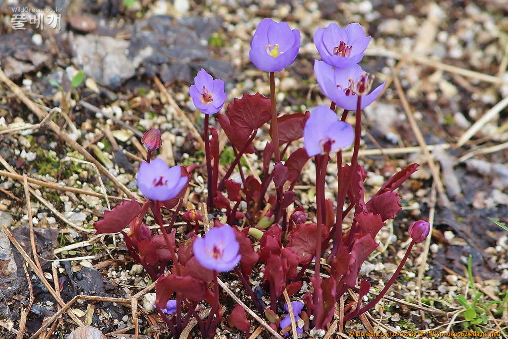 깽깽이풀  (5).JPG : 깽깽이풀