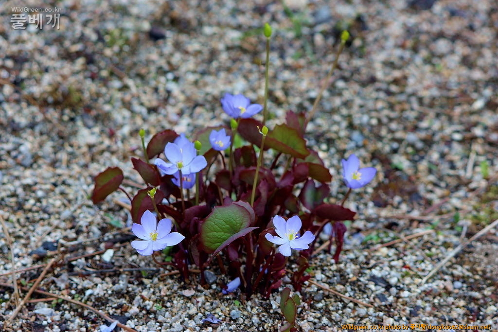 깽깽이풀  (9).JPG : 깽깽이풀