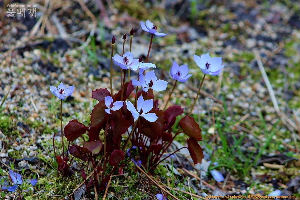 깽깽이풀  (2).JPG : 깽깽이풀