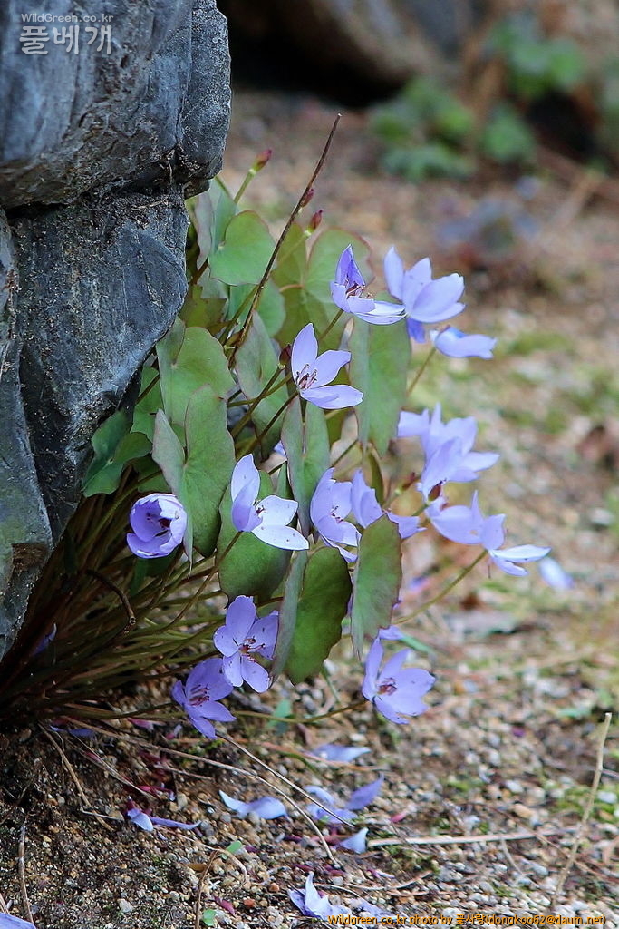 깽깽이풀  (19).JPG : 깽깽이풀