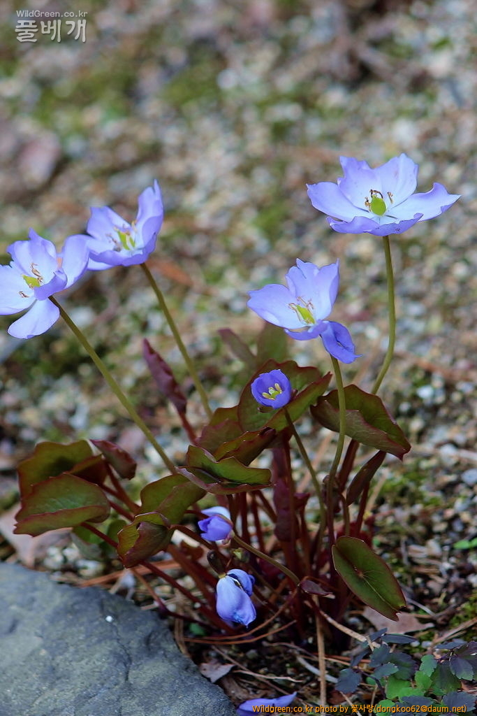 깽깽이풀  (13).JPG : 깽깽이풀