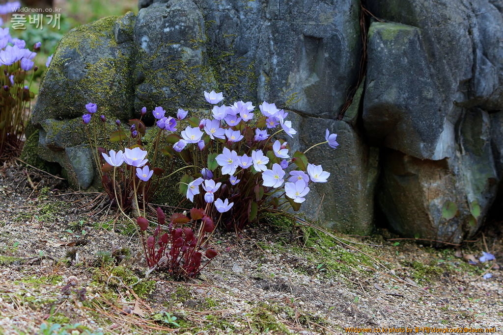 깽깽이풀  (20).JPG : 깽깽이풀