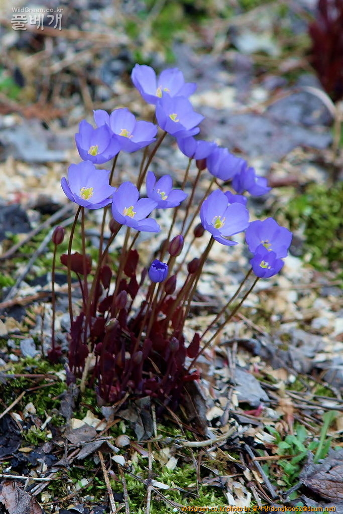 깽깽이풀  (1).JPG : 깽깽이풀
