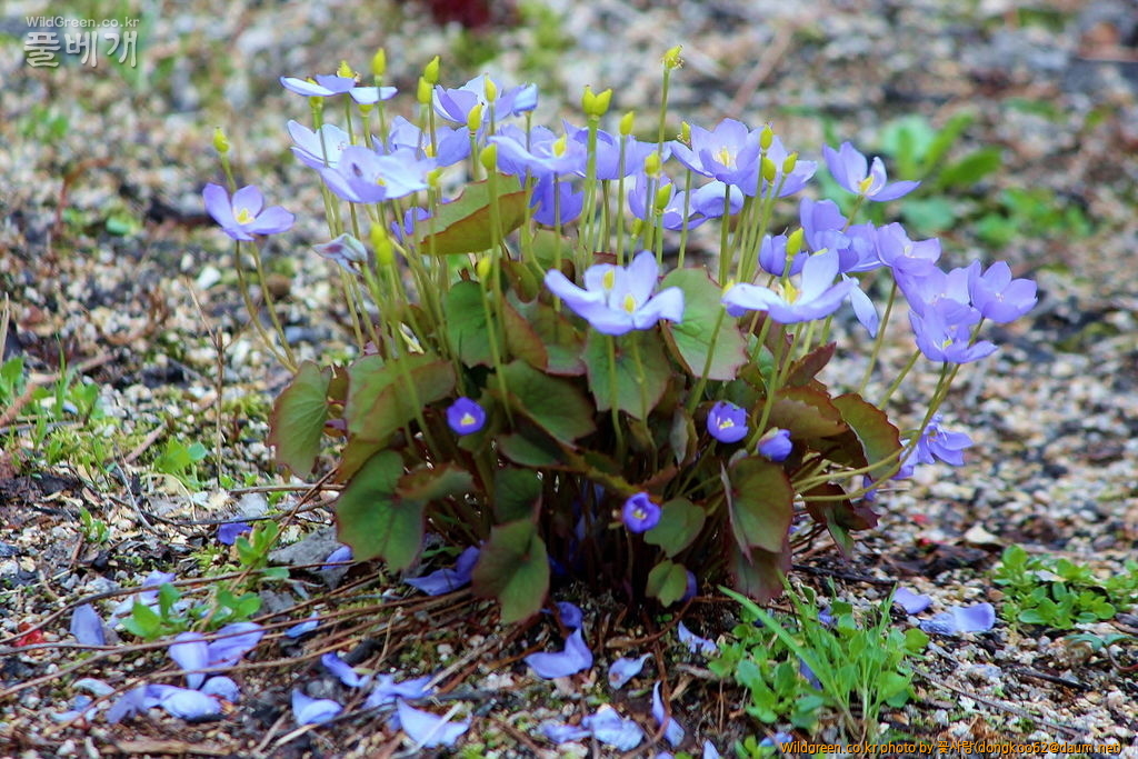 깽깽이풀  (8).JPG : 깽깽이풀