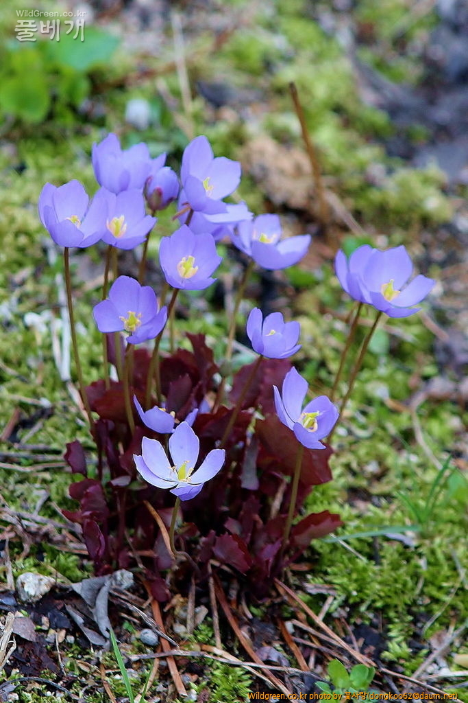 깽깽이풀  (3).JPG : 깽깽이풀