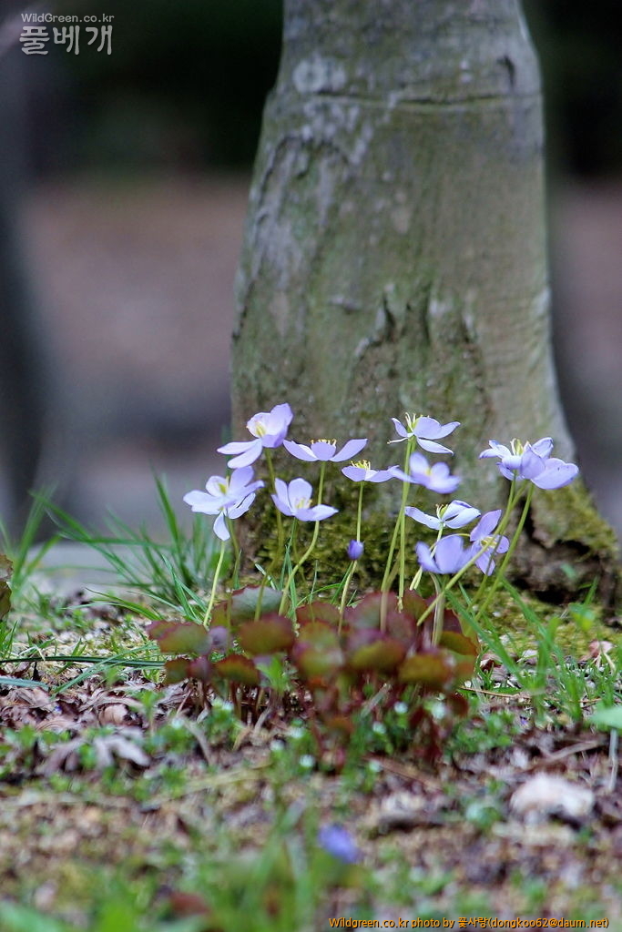 깽깽이풀  (10).JPG : 깽깽이풀